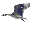 Lake Map Satellite