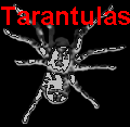 Tarantulas