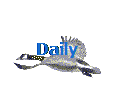 Daily