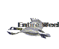 Entire Week