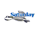 Saturday