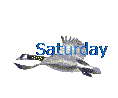 Saturday