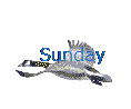 Sunday