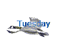 Tuesday