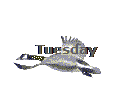 Tuesday