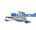 Wednesday