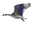 Wednesday