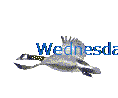 Wednesday