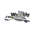 Weekly